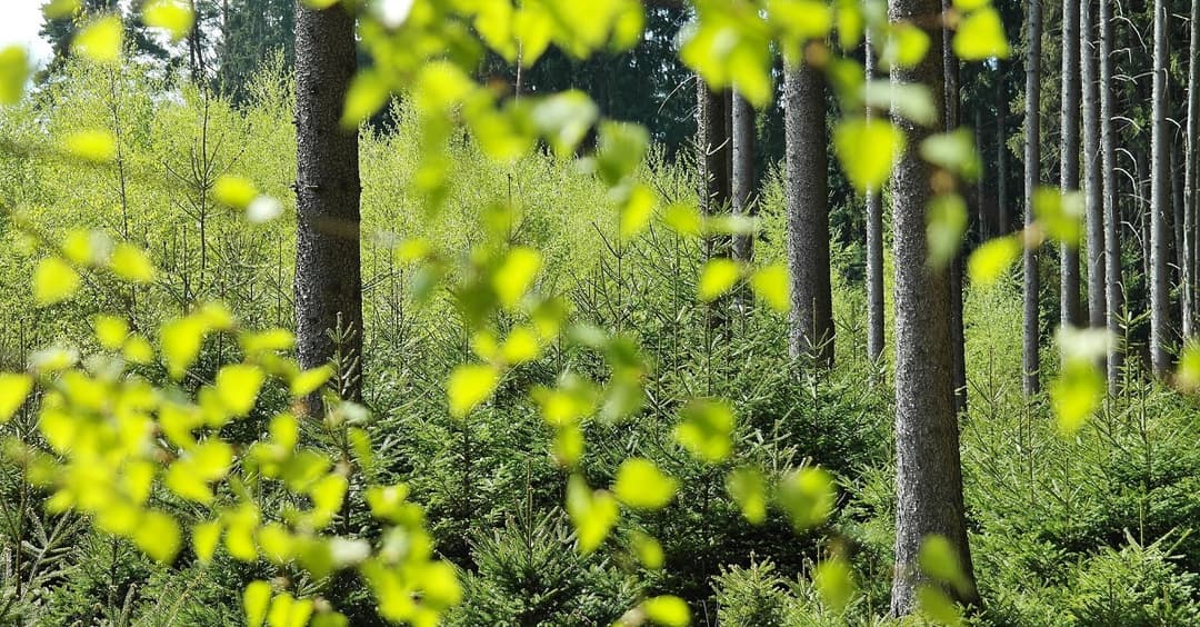 Berlin: Junge Alternative will Umweltschutz ins AfD-Programm aufnehmen