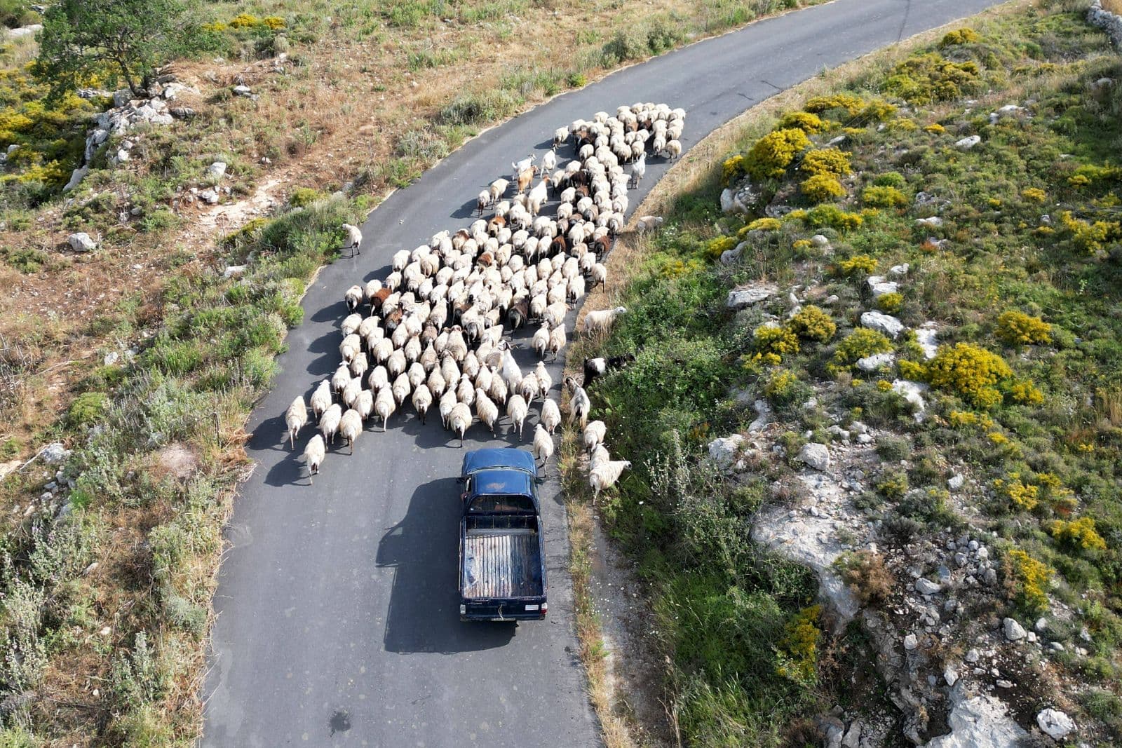 Förderskandal: Erfundene Schafe brachten Griechen Millionen an EU-Geldern ein 