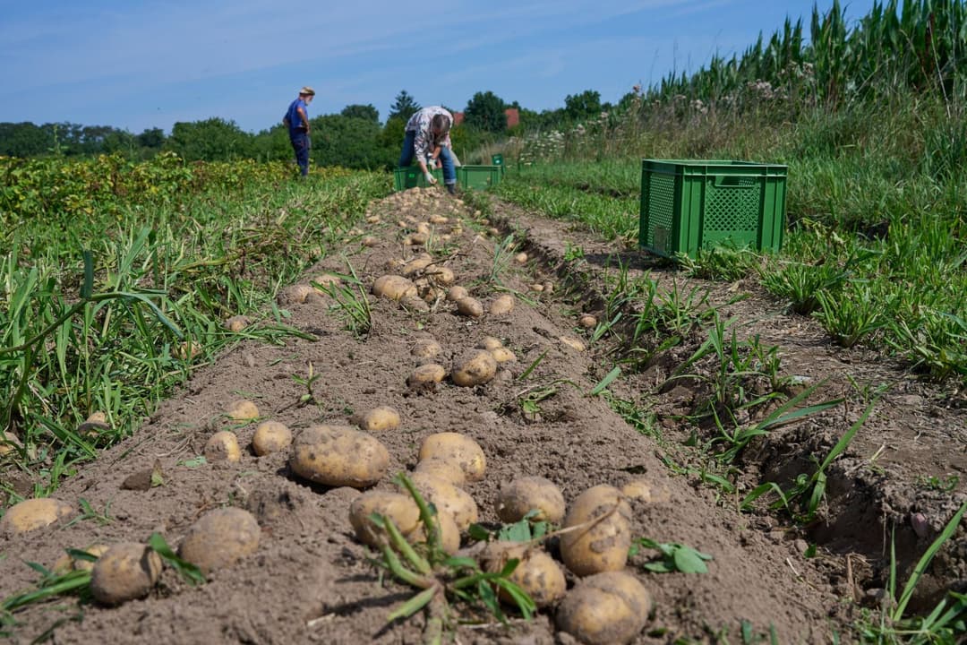 Studie belegt: Deutschlands Ernährungssouveränität sinkt