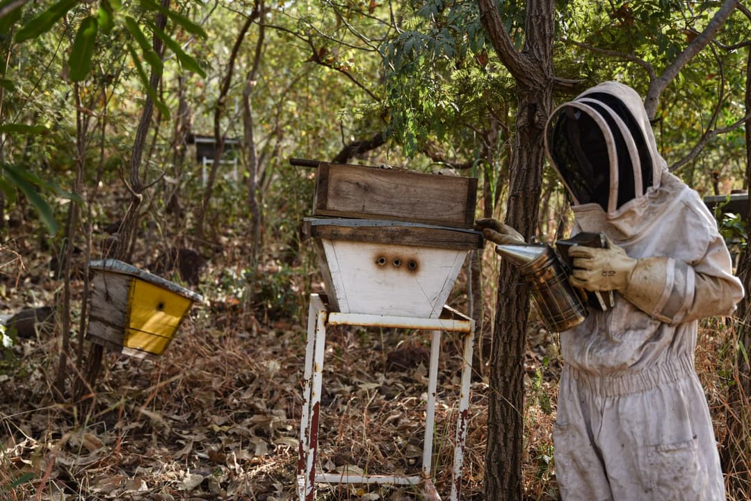 Wien schickt 31.000 Euro an Steuergeldern für Bienen nach Burkina Faso