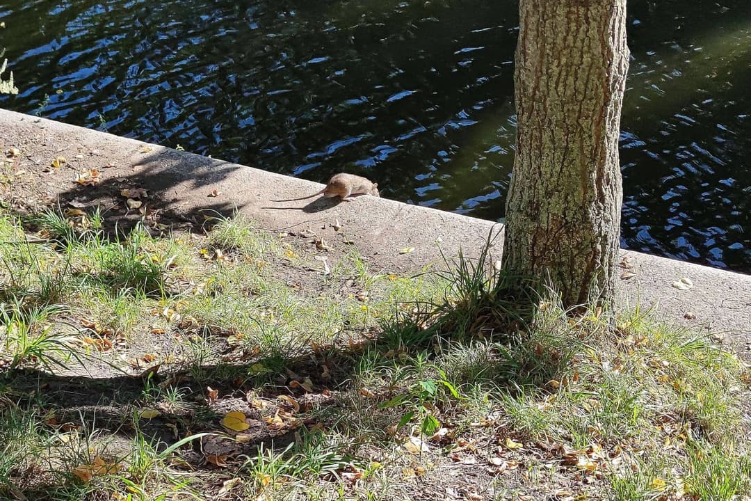 Intelligent, sauber, harmlos? Wie Berlin die Rattenplage schönredet