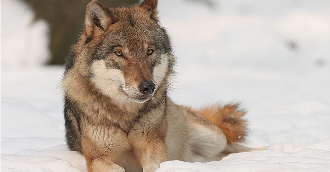 Tirol: Jäger beklagen „Willkommenskultur“ für den Wolf