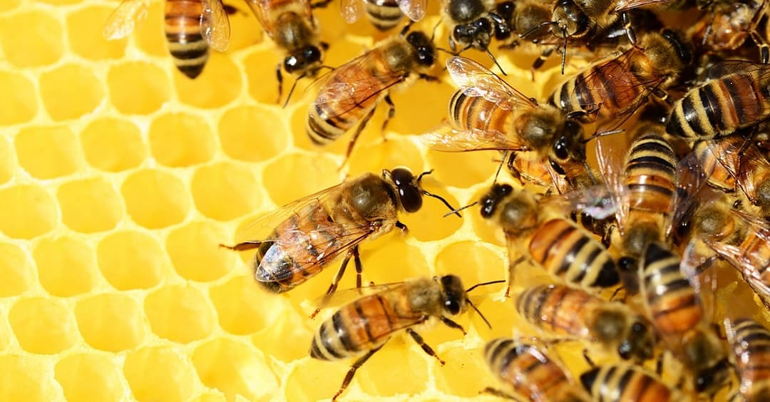 Greenpeace fordert „echte ökologische Reform“ zum Bienenschutz