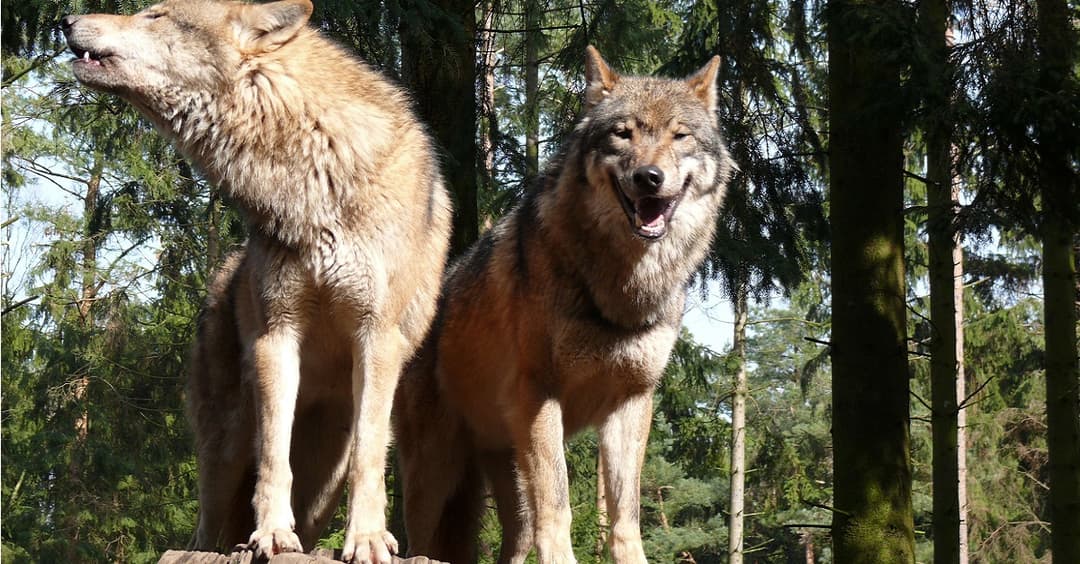 Wolf-Rückkehr: Naturschutzbund will staatliche Förderungen für Herdenschutz