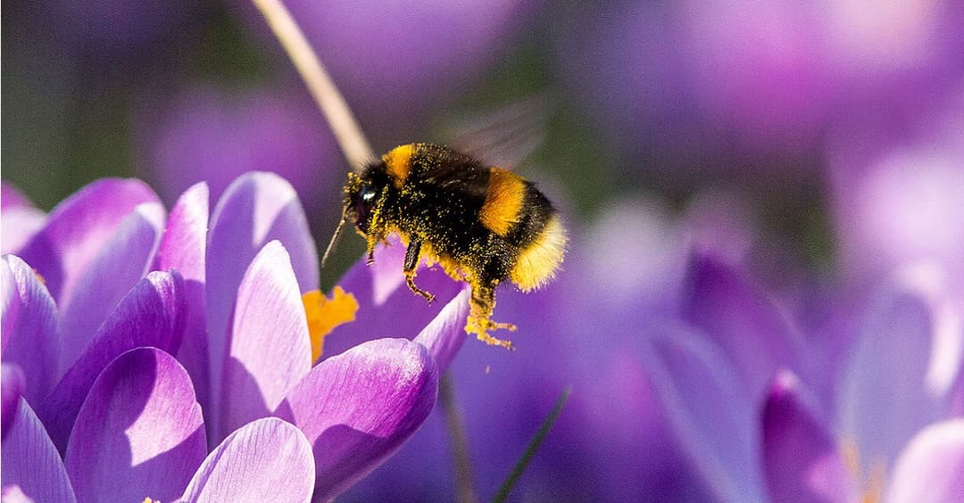 Insektizide: Auch Ersatzmittel offenbar schädlich für Hummeln und Bienen