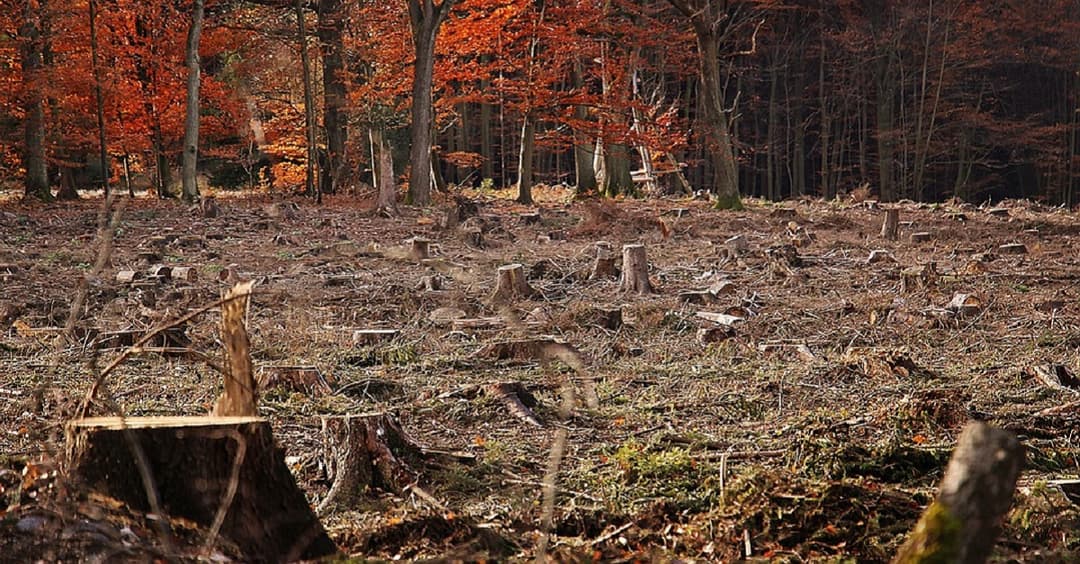 Unfall nach linker Abseilaktion: Debatte um Waldrodung geht weiter