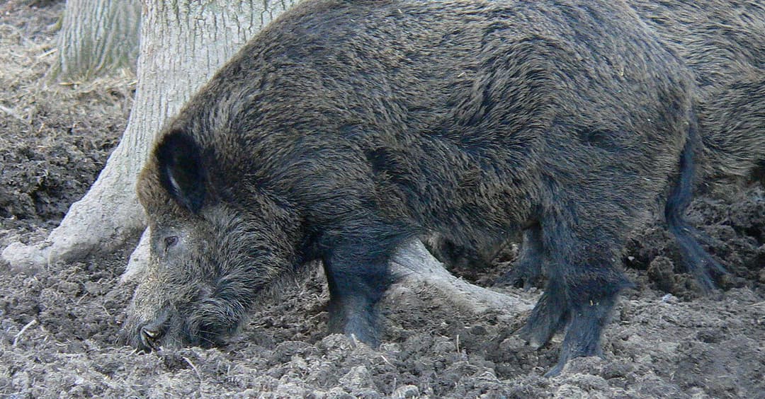 Oberfranken: Wildschwein in Tierpark heißt nicht länger „Putin“