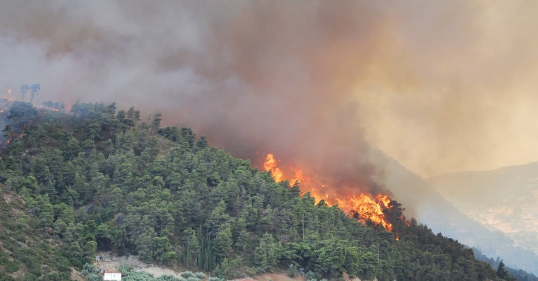 Sachsen: Waldbrand durch Shisha-Kohle ausgelöst