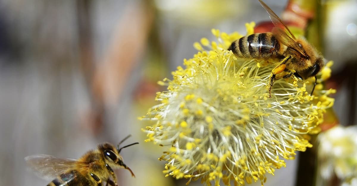 „Bienen-Killer“: EU verbietet drei Insektizide