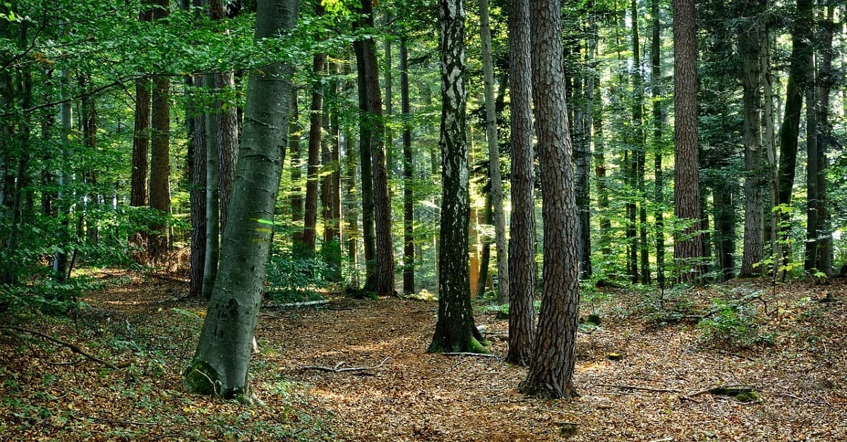 Mehr Mischwälder: Klimawandel führt zu Umdenken in Forstwirtschaft