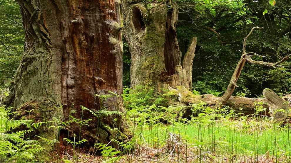 Protest bleibt aus: Wald wird für Windräder abgeholzt