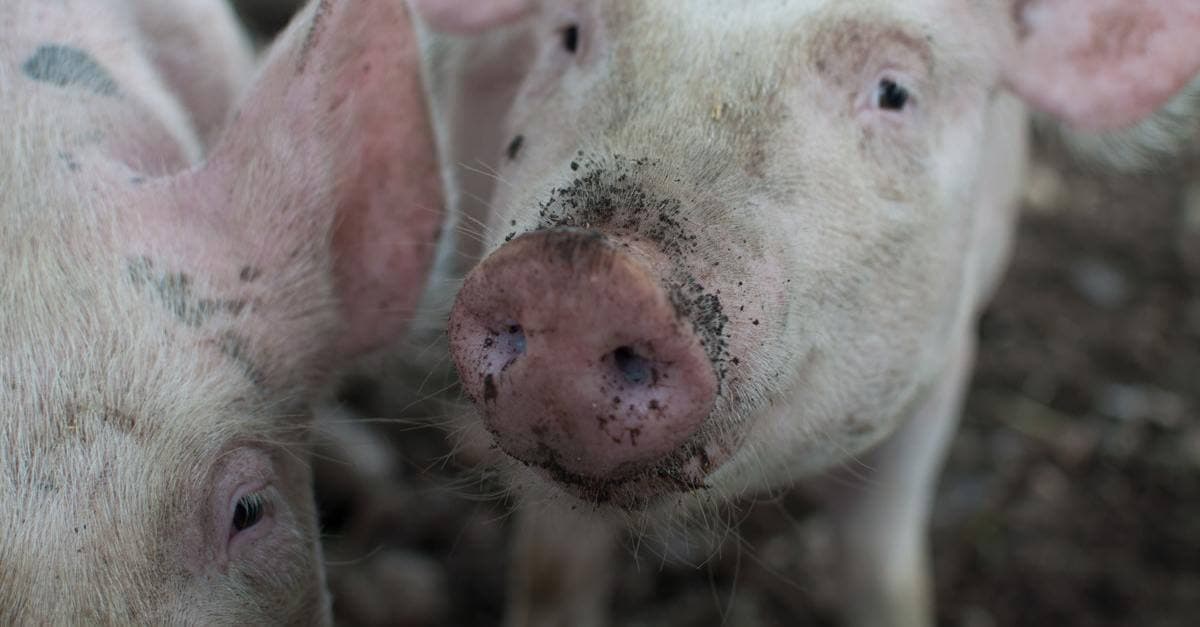 Vegane Gesellschaft Deutschland: Musterklagen für Fleischverbot gefordert