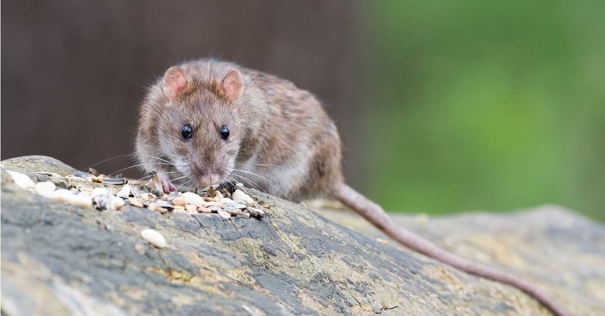 Gute Ratten, schlechte Ratten: Österreich als groteske Seifenoper