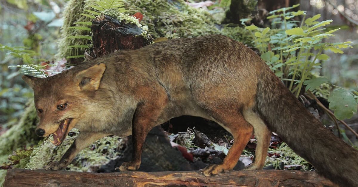 Forscher bemängeln Geschlechterverteilung bei ausgestopften Tieren