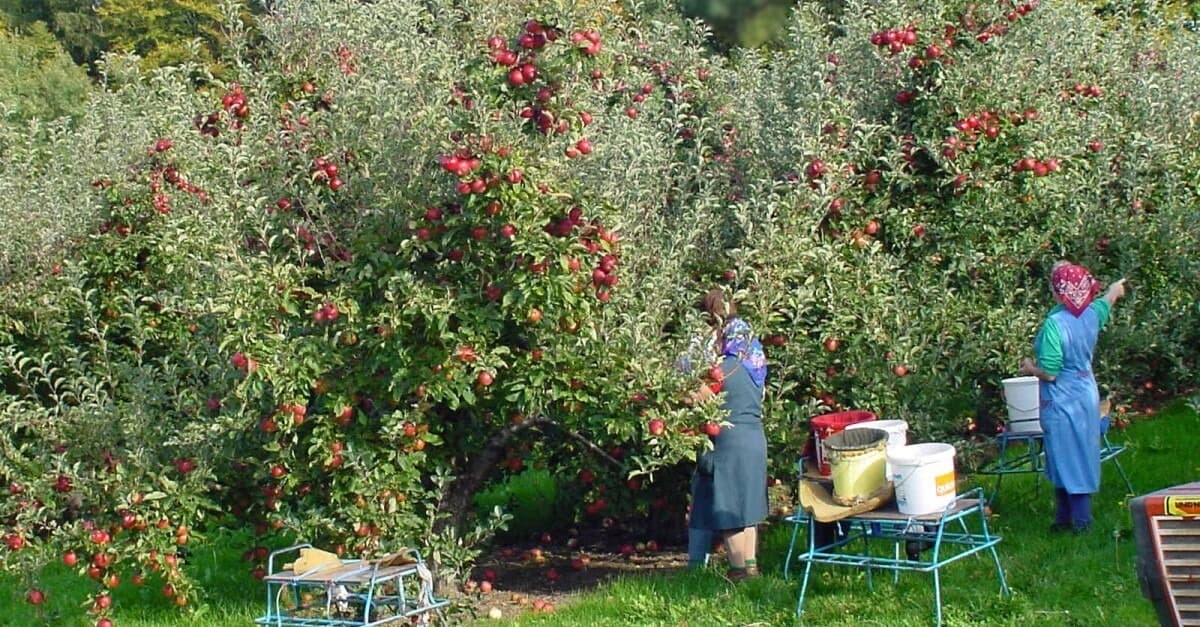 Interaktive Karte zeigt, wann wo welches Obst und Gemüse Saison hat