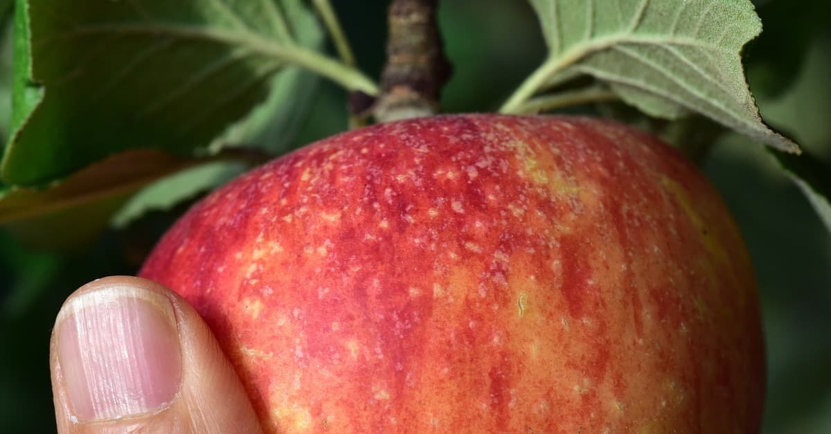 „Fruitmap“ Graz: Beim Stadtspaziergang frisches Obst einsammeln