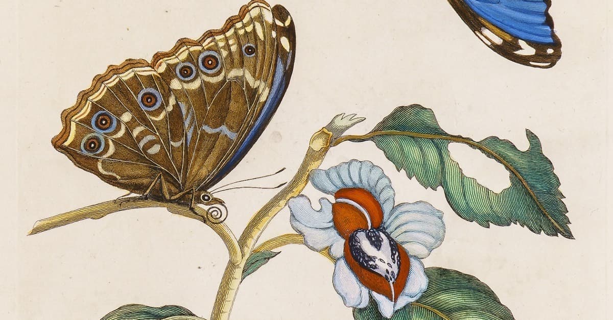 Große Merian-Ausstellung: Die Welt der Blumen und Schmetterlinge