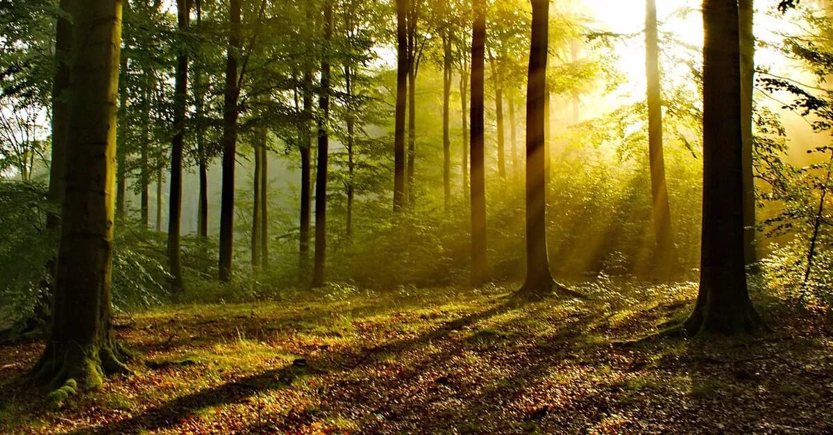 Zwölfjährige Schülerin von Mitschülern im Wald erstochen